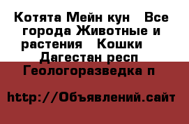 Котята Мейн кун - Все города Животные и растения » Кошки   . Дагестан респ.,Геологоразведка п.